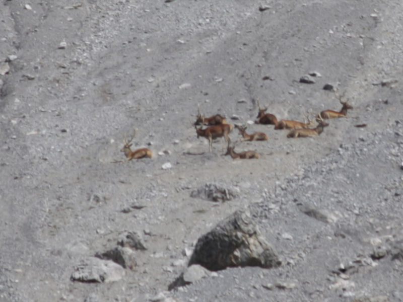 cervi nel parco nazionale svizzero